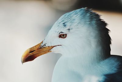 Close-up of white background