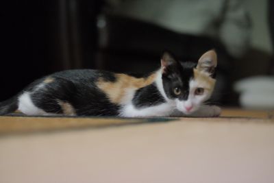 Close-up portrait of cat lying down