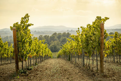 Vineyard landscapes in autumn in the penedes wine region in catalonia