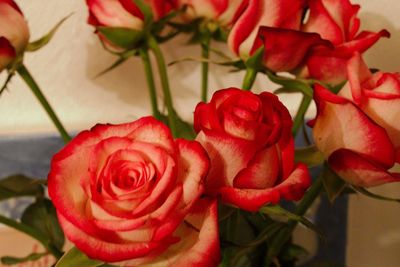 Close-up of red roses blooming outdoors