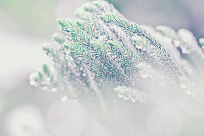 Close-up of frozen plant