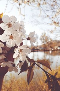 Close-up of white cherry blossoms in spring