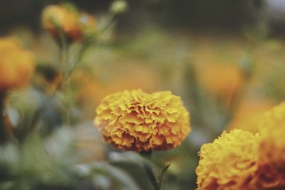 Close-up of yellow flowering plant