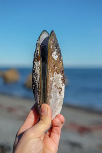 Green lipped mussel shell at the beach at eastbourne, wellington, new zealand.