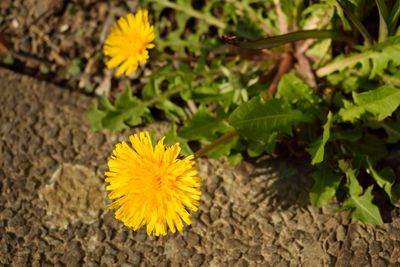 High angle view of yellow flowering plant