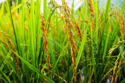Close-up of wheat growing on field