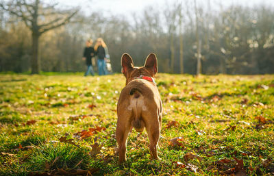 Rear view of french bulldog dog looking at people walking in the park