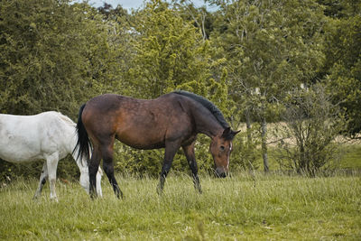 Horses in a field