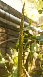 Close-up of fresh green plant