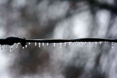 Close-up of wet fence during rainy season