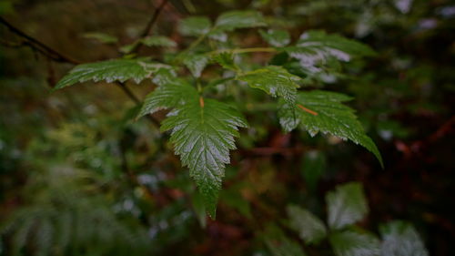 Close-up of green leaves