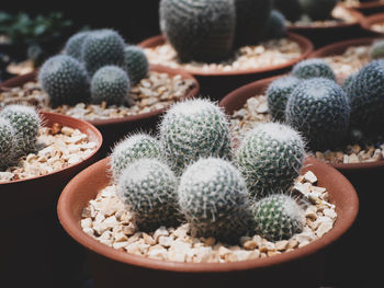 Close-up of cactus