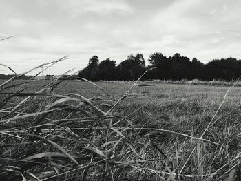 Scenic view of field against sky