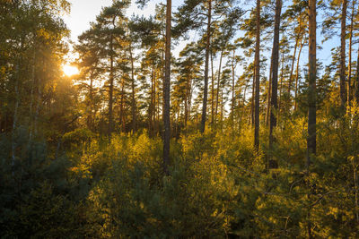 Trees in forest during autumn