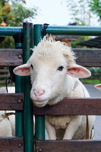Close-up portrait of a sheep on wooden fence