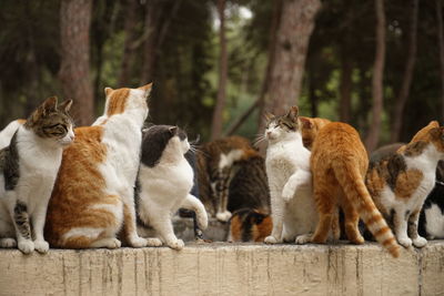 Cats relaxing in a forest