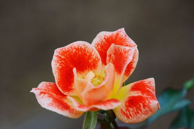 Close-up of pink flower