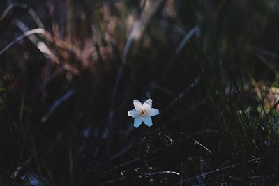 Close-up of white flowers blooming outdoors