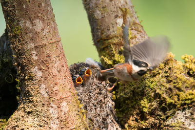 Close-up of birds on tree trunk