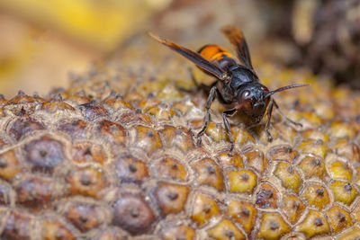 Close-up of bee on leaf