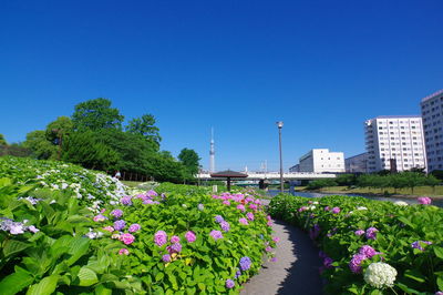 Flowering plants against blue sky