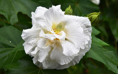 Close-up of white rose flower