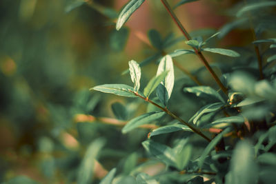 Green pomegranate leaves, selective focus