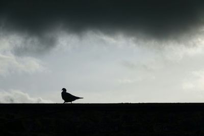 Low angle view of birds perching on wall