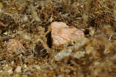 Close-up of crab on field