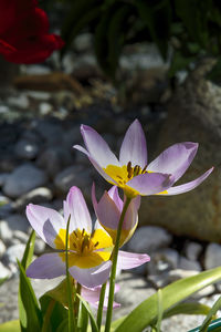 Close-up of purple water lily