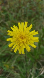 Close-up of yellow flower