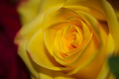 Close-up of yellow rose