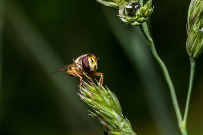 Close-up of insect on plant