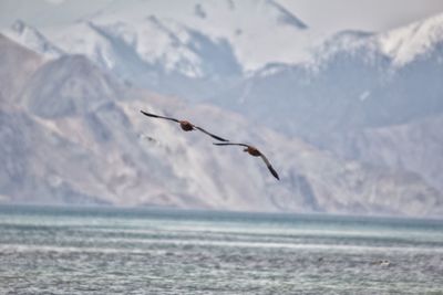 Bird flying over sea against sky