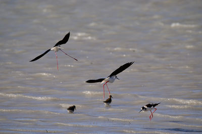 Birds flying over lake