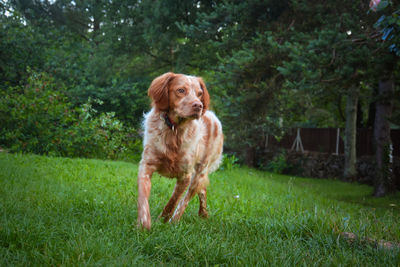 Portrait of dog standing on grass in yard