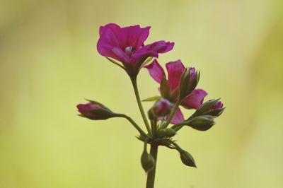 Close-up of pink flowering plant