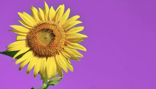 Close-up of sunflower against pink background