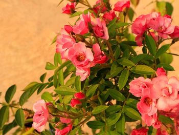 Close-up of pink roses