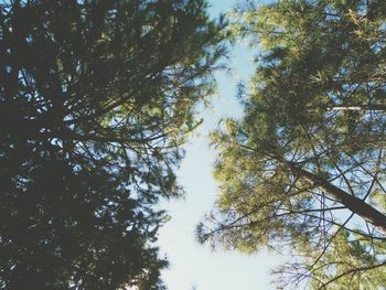 Low angle view of trees against sky