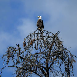 Low angle view of eagle perching on tree