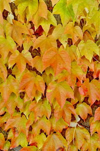 Full frame shot of autumnal leaves