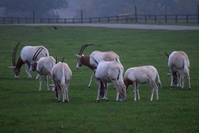 Horses grazing on field