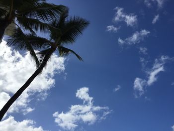 Low angle view of coconut palm tree against blue sky