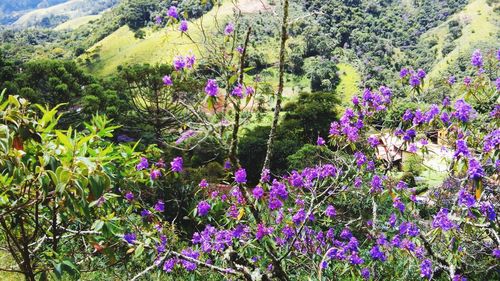 Purple flowering plants on field