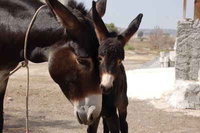 Close-up of horse