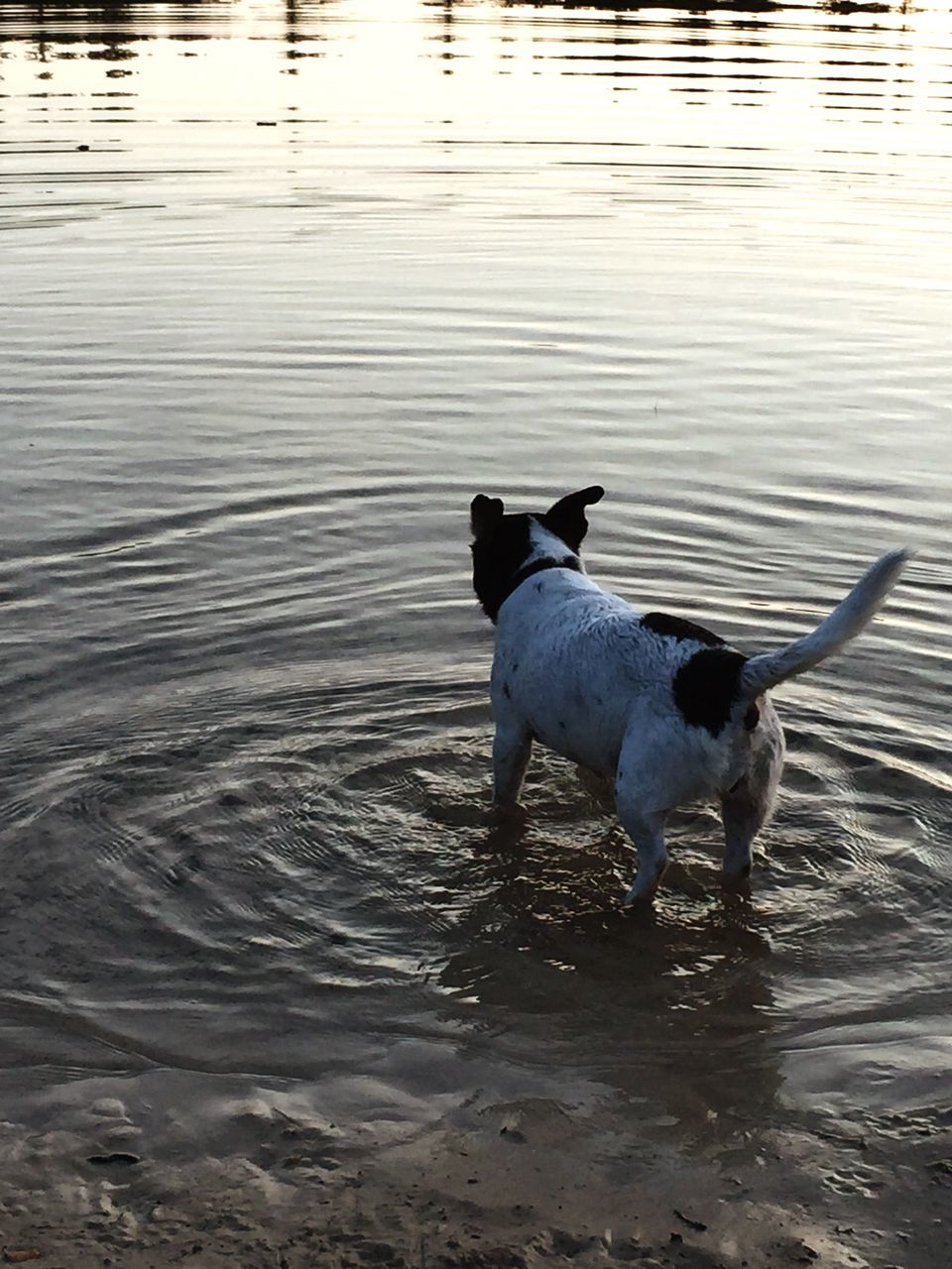 animal themes, water, lake, animals in the wild, waterfront, one animal, bird, reflection, wildlife, high angle view, rippled, duck, two animals, swimming, dog, nature, outdoors, animal, day, no people