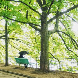 Full length of people walking on tree trunk