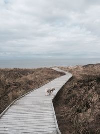 Dog standing on boardwalk leading towards sea against cloudy sky