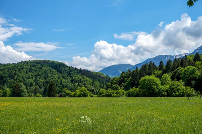 Scenic view of field against sky